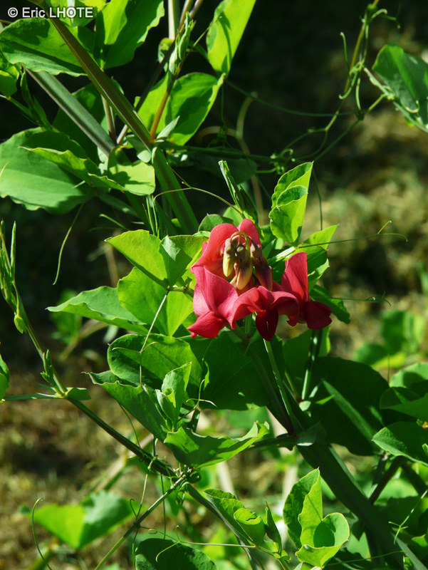 Fabaceae - Lathyrus rotundifolius - Gesse de Drumond