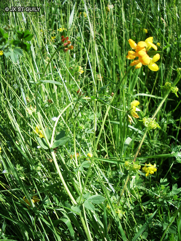 Fabaceae - Lotus corniculatus - Lotier corniculé, Lotier commun, Pied de poule