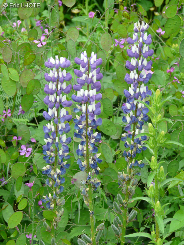 Fabaceae - Lupinus polyphyllus - Lupin des jardins, Lupin à folioles nombreuses