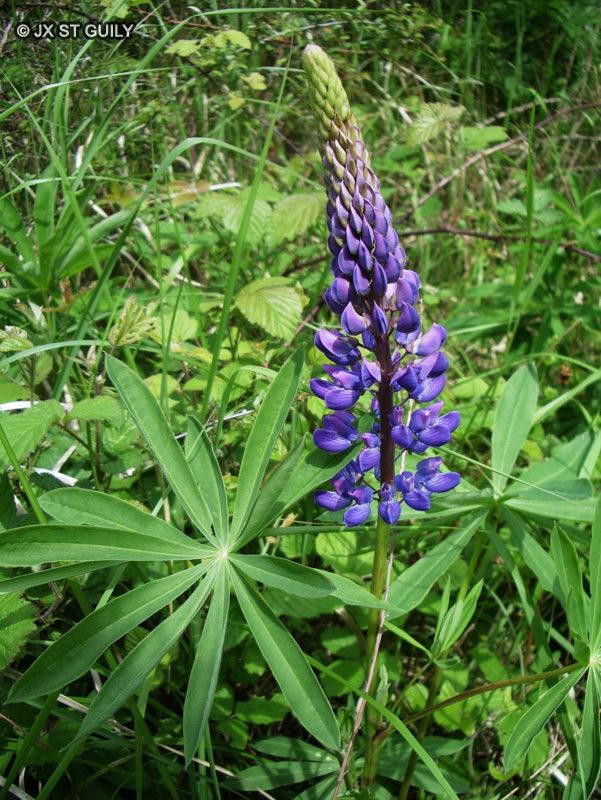 Fabaceae - Lupinus sp. - Lupin