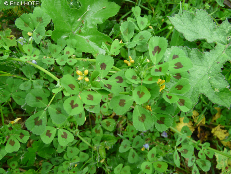 Fabaceae - Medicago arabica, Medicago maculata - Luzerne d’Arabie, Luzerne maculée