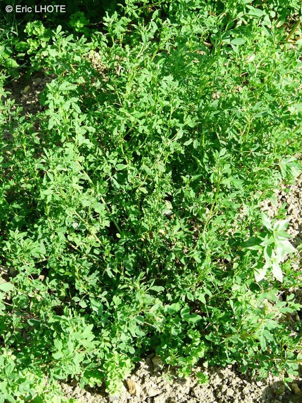 Fabaceae - Melilotus altissima - Mélilot élevé