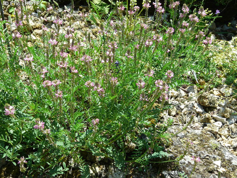 Fabaceae - Onobrychis arenaria - Sainfoin des sables