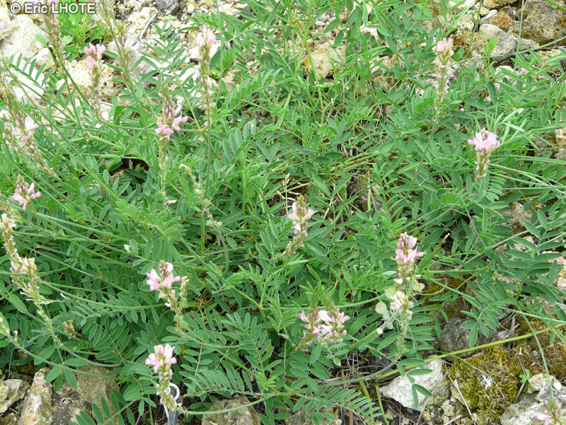 Fabaceae - Onobrychis arenaria subsp. arenaria - Sainfoin des sables