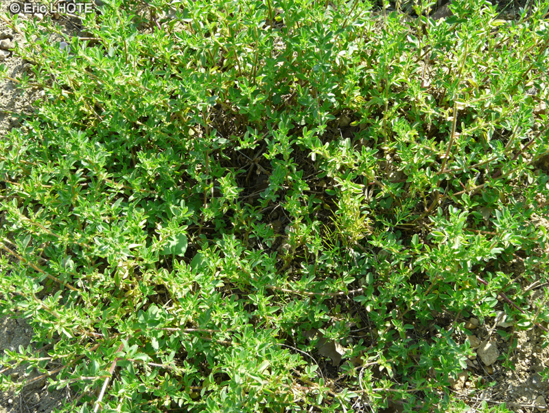 Fabaceae - Ononis spinosa - Bugrane épineuse, Arrête boeuf