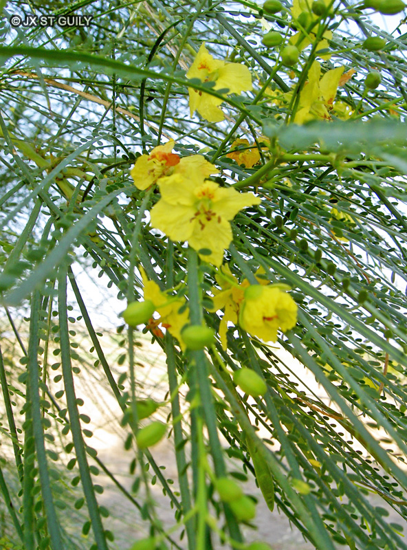 Fabaceae - Parkinsonia aculeata - Bois vert, Epine de Jérusalem