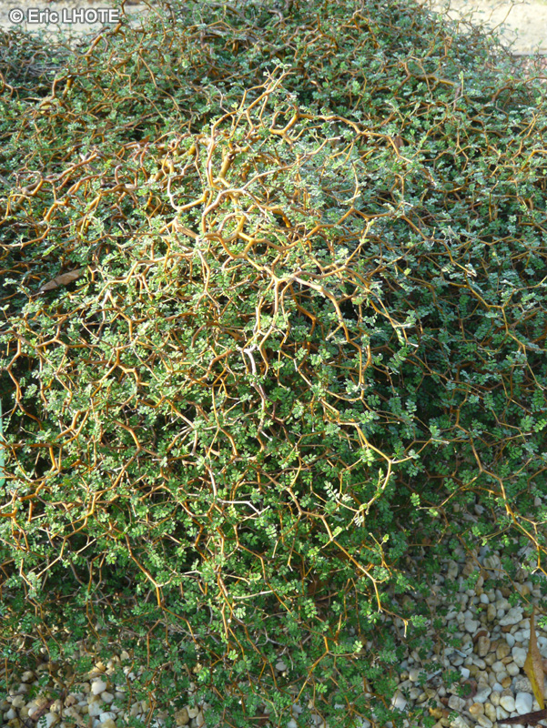 Fabaceae - Sophora prostrata, Edwardsia prostrata - Kowhai nain, Kowhai prostré