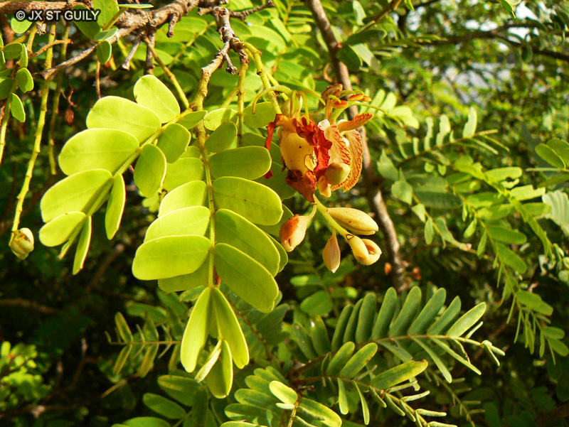 Fabaceae - Tamarindus indica - Tamarin, Tamarinier, Tamarin des Indes