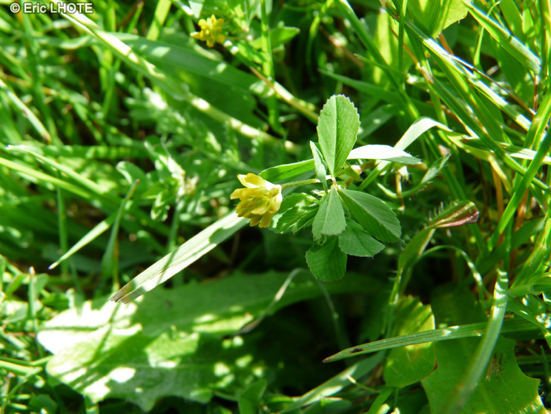 Fabaceae - Trifolium dubium - Trèfle douteux, Petit Trèfle jaune