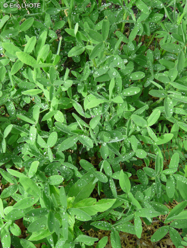  - Trifolium pannonicum - 