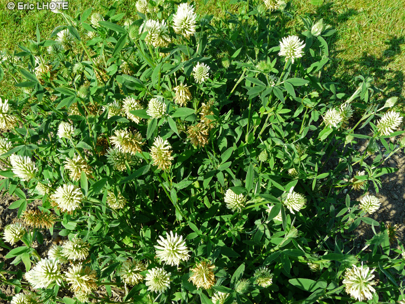 Fabaceae - Trifolium pannonicum - Trèfle de Hongrie