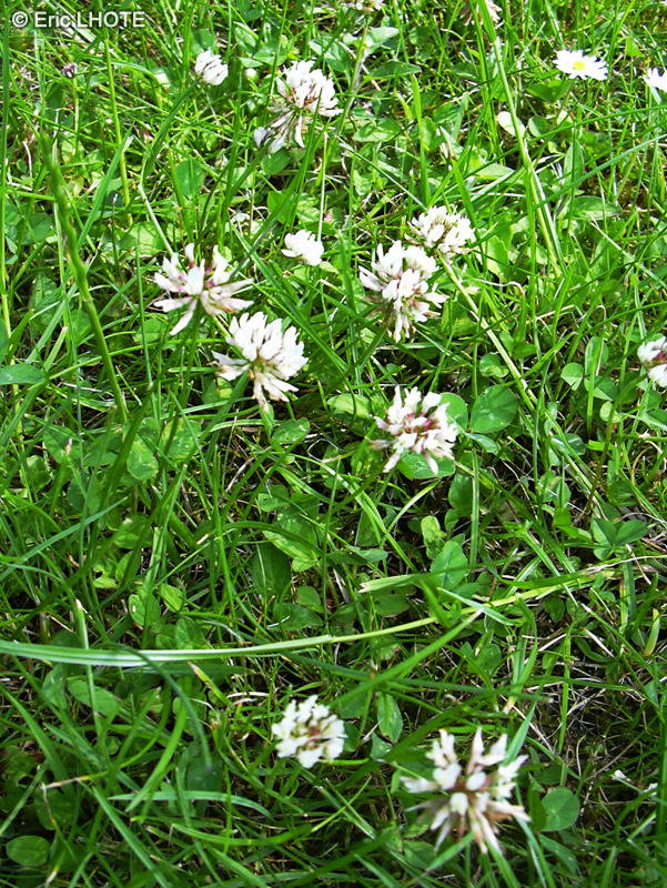 Fabaceae - Trifolium repens - Trèfle rampant