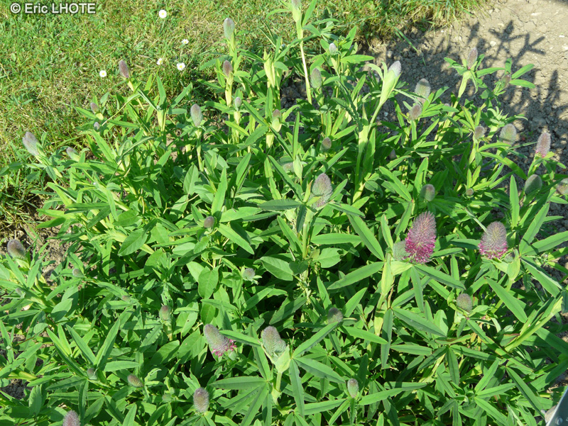  - Trifolium rubens - 
