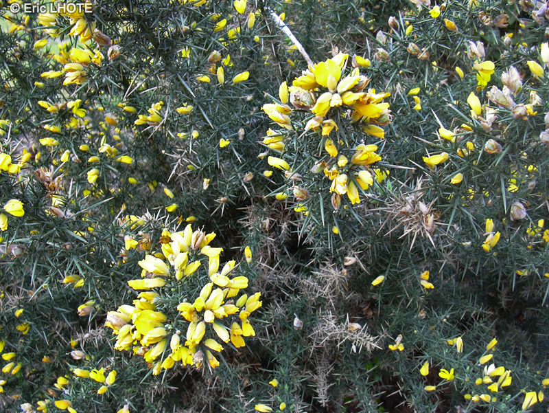 Fabaceae - Ulex europaeus - Ajonc épineux, Ajonc d’Europe, Grand Ajonc