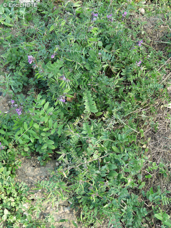 Fabaceae - Vicia sepium - Vesce des haies