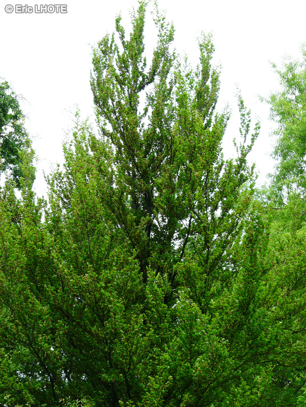 Fagaceae - Fagus sylvatica Rotundifolia - Hêtre à feuilles rondes