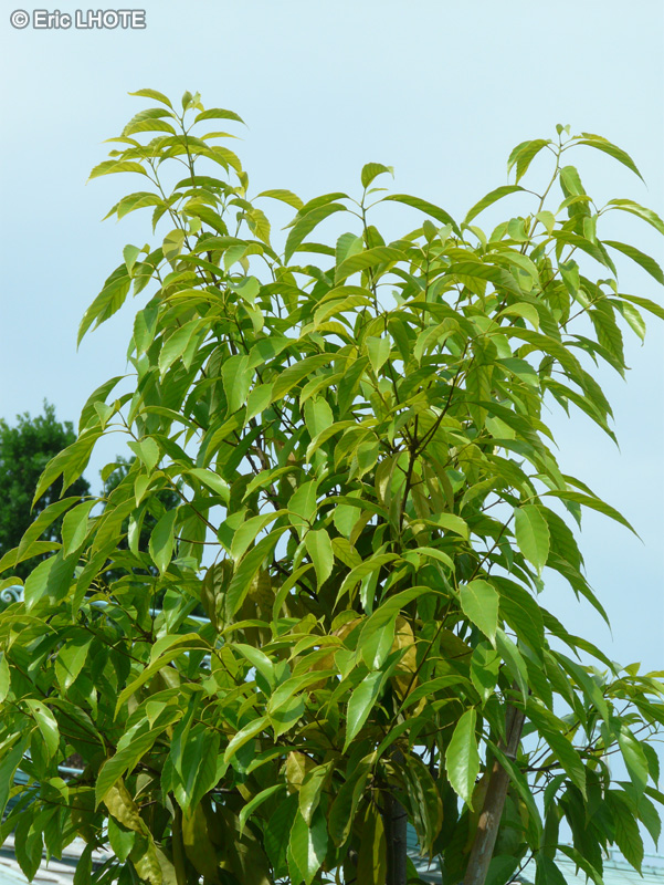 Fagaceae - Quercus augustinii - Chêne d’Augustin