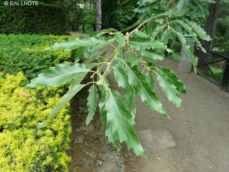  - Quercus castaneifolia - 