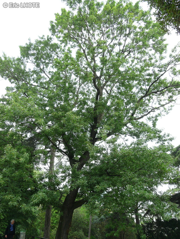 Fagaceae - Quercus castaneifolia - Chêne à feuilles de Châtaignier