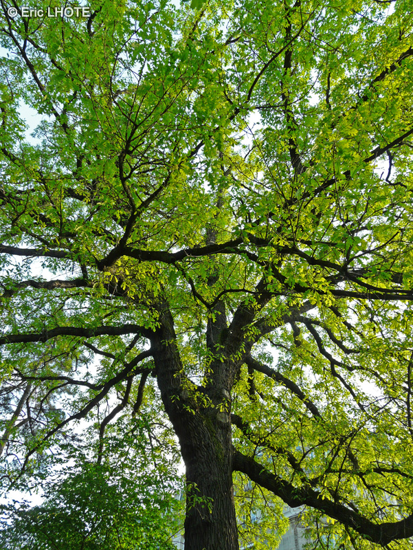 Fagaceae - Quercus macrocarpa - Chêne à gros fruits