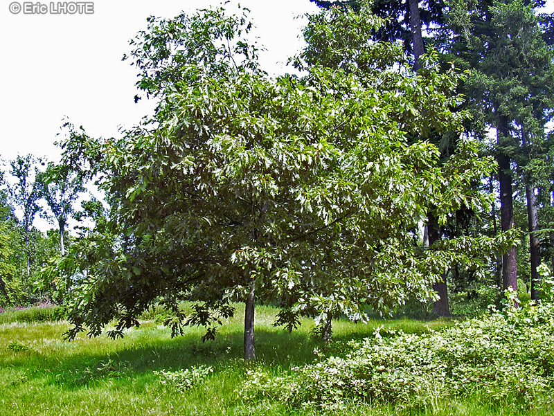 Fagaceae - Quercus palustris - Chêne des marais