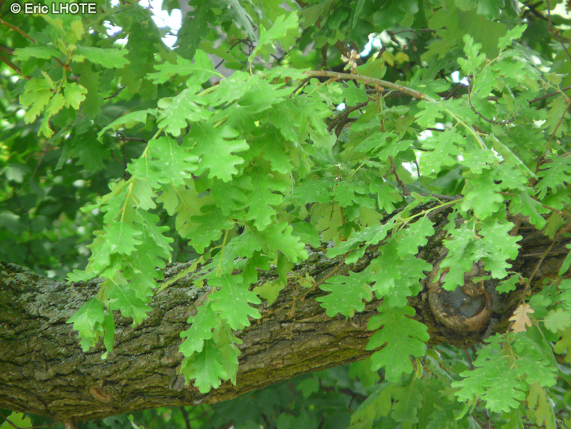 - Quercus pubescens - 