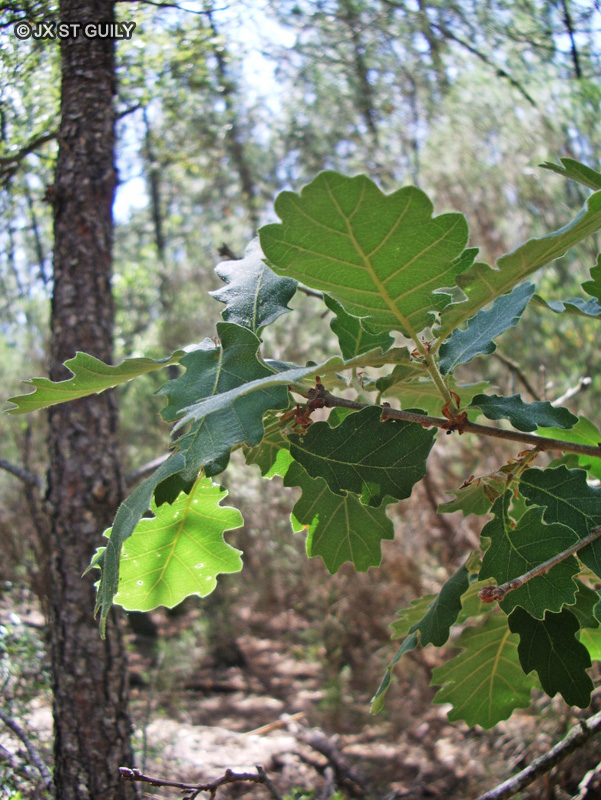 Fagaceae - Quercus pubescens - Chêne pubescent, Chêne blanc