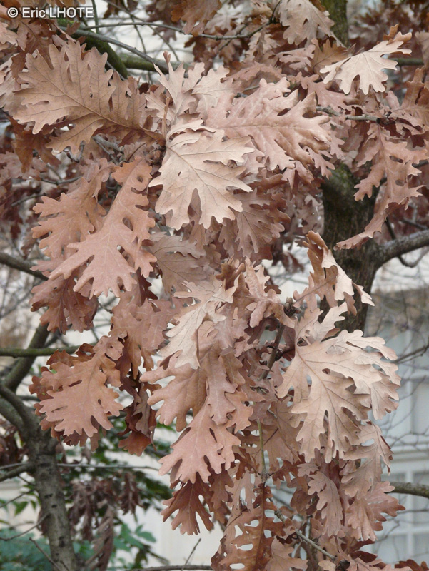 Fagaceae - Quercus pyrenaica - Chêne tauzin