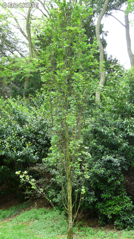 Fagaceae - Quercus robur Fastigiata - Chêne pédonculé fastigié