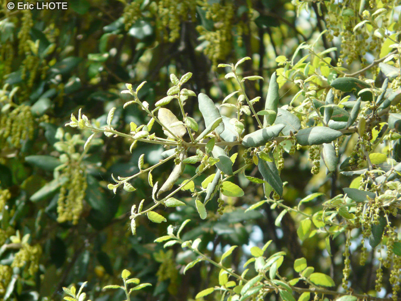 Fagaceae - Quercus suber - Chêne liège