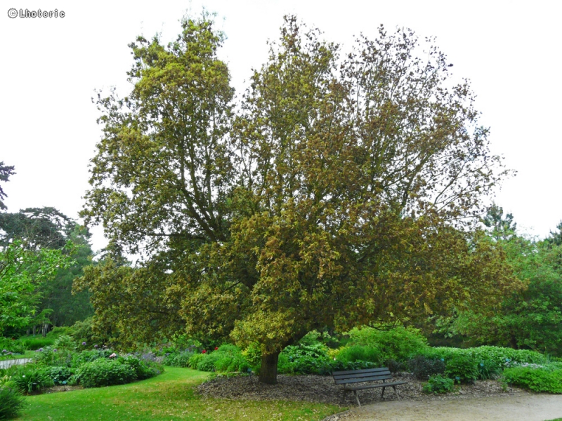 Fagaceae - Quercus x hispanica Lucombeana - Chêne