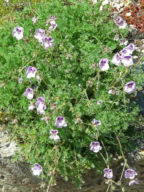 Geraniaceae - Erodium foetidum - Erodium fétide, Erodium des pierriers, Bec-de-grue fétide, Bec-de-grue des pierriers