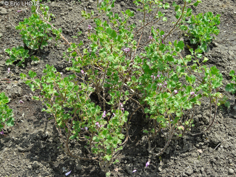 Geraniaceae - Pelargonium citriodorum - Pélargonium à odeur de citron