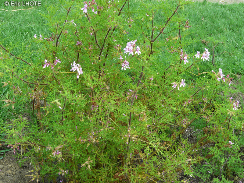 Geraniaceae - Pelargonium denticulatum - Géranium lierre
