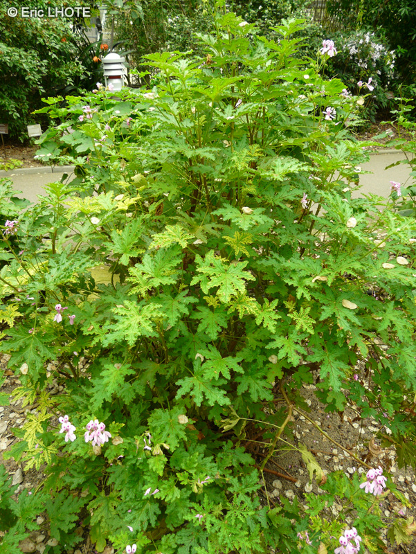 Geraniaceae - Pelargonium glutinosum - Pélargonium odorant