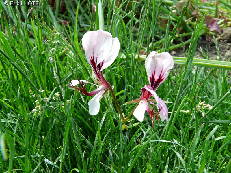  - Pelargonium tetragonum - 