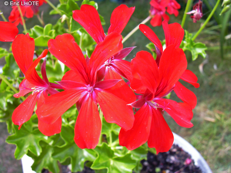 Geraniaceae - Pelargonium zonale - Géranium lierre
