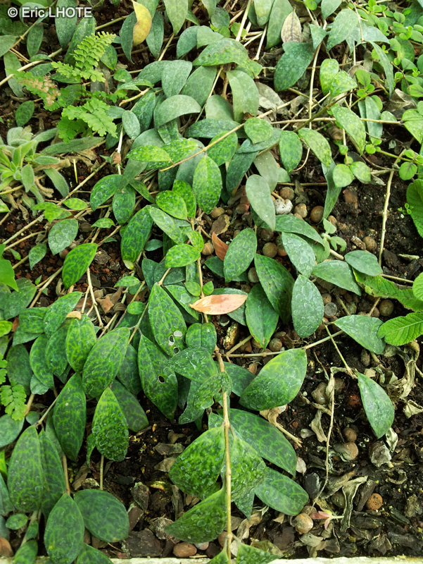 Gesneriaceae - Aeschynanthus marmoratus - Aeschynanthe