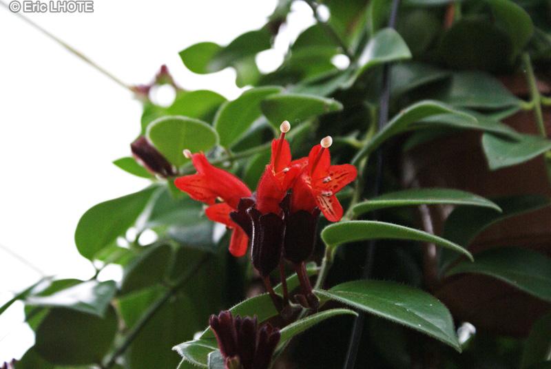Gesneriaceae - Aeschynanthus radicans - Aeschynanthe remarquable, Plante rouge à lèvres