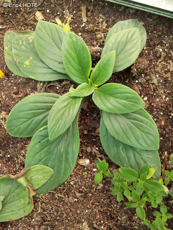 Gesneriaceae - Chirita Aiko - Chirita