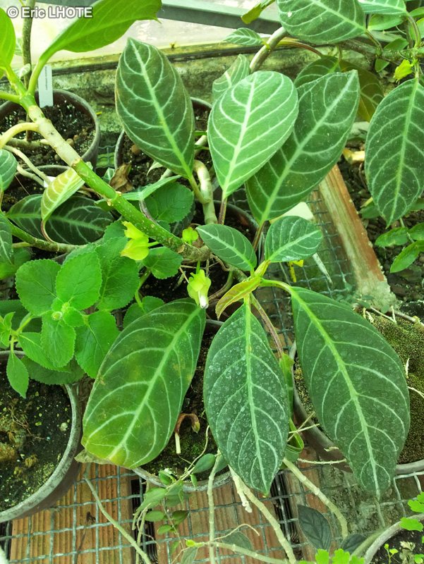 Gesneriaceae - Drymonia chiribogana - Drymonia
