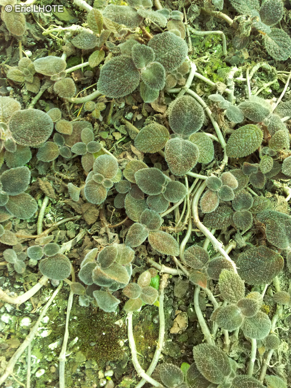 Gesneriaceae - Episcia cupreata - Episcia