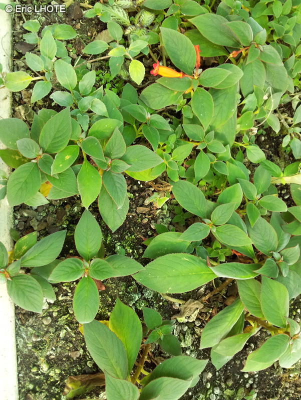 Gesneriaceae - Episcia punctata - Episcia
