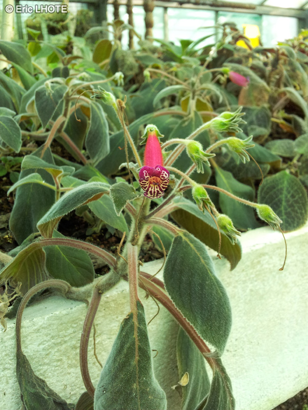 Gesneriaceae - Gesneria prasinata - Gesneria