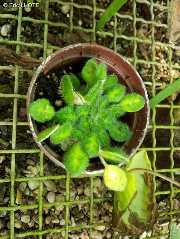 Gesneriaceae - Petrocosmea rosettifolia - Petrocosmea