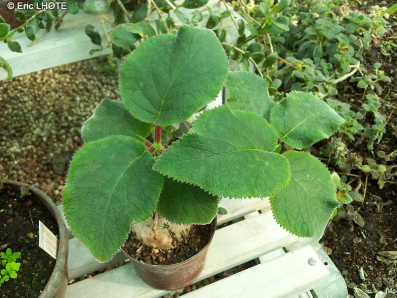 Gesneriaceae - Rechsteineria guttata, Sinningia guttata - Gloxinia
