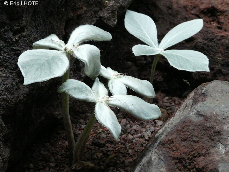 Gesneriaceae - Rechsteineria leucotricha, Sinningia leucotricha, Rechsteineria canescens, Sinningia canescens - Edelweiss Brésilien