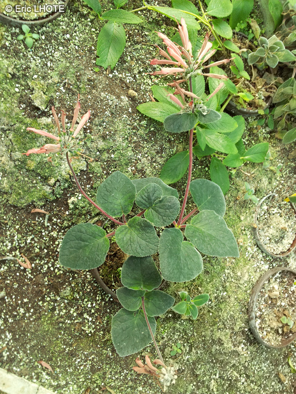 Gesneriaceae - Rechsteineria rupicola, Sinningia rupicola - Sinningia