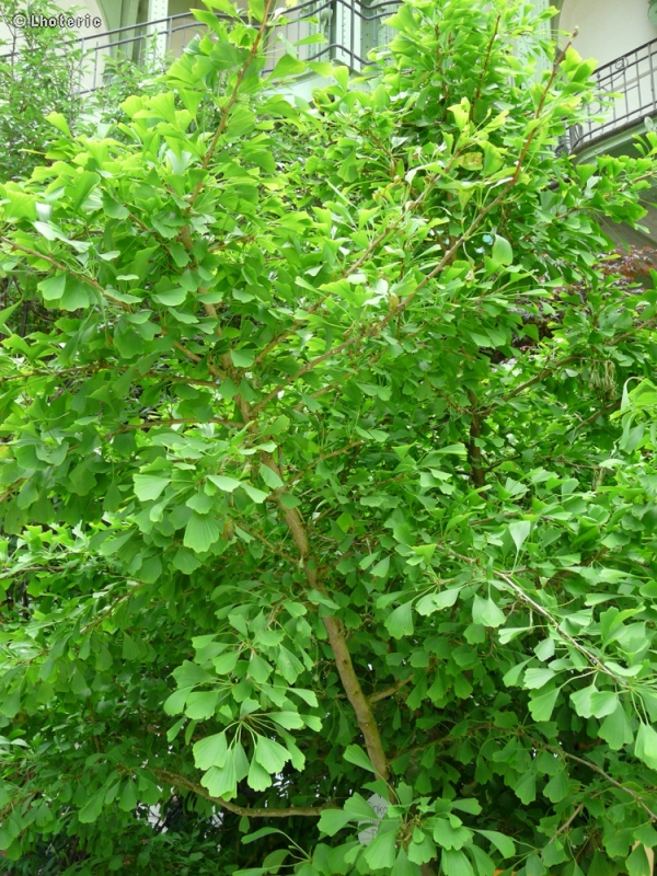  - Ginkgo biloba Dila - 