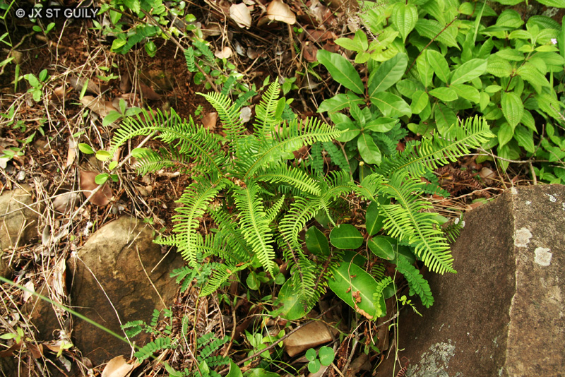 Gleicheniaceae - Dicranopteris linearis - Uluhe
